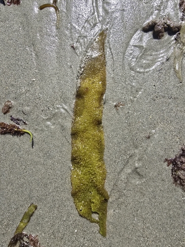 Sarcothalia radula, 2026-01-09