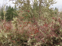 Pyracantha fortuneana