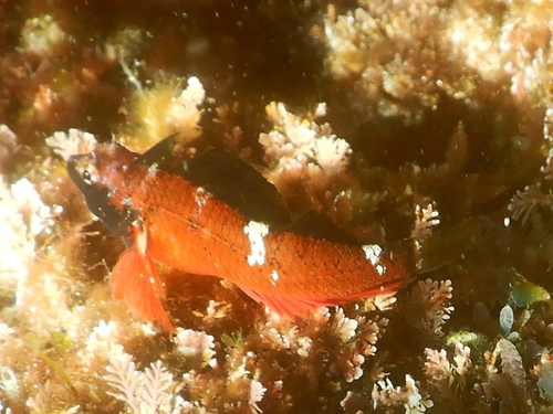 Enneapterygius atrogulare