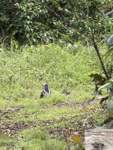 Wonga Pigeon (Leucosarcia melanoleuca), photo 4