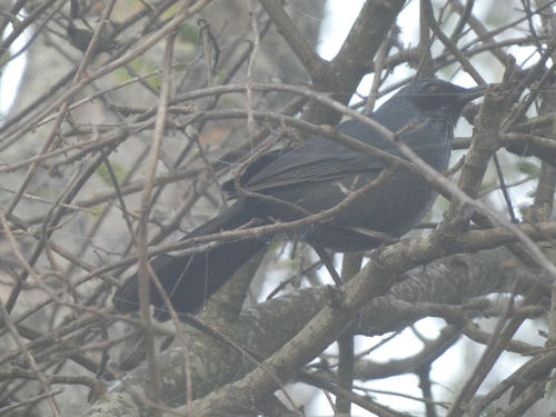 Blue Mockingbird (Melanotis caerulescens)