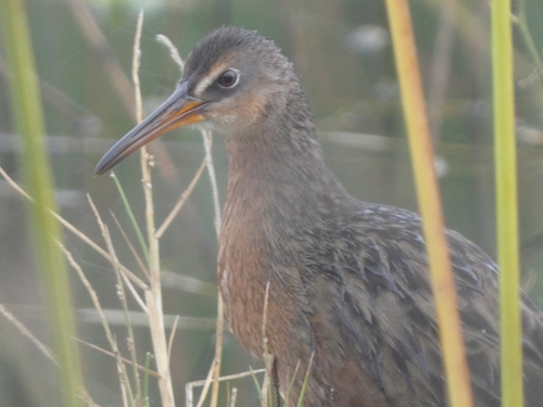 Aztec Rail (Rallus tenuirostris)