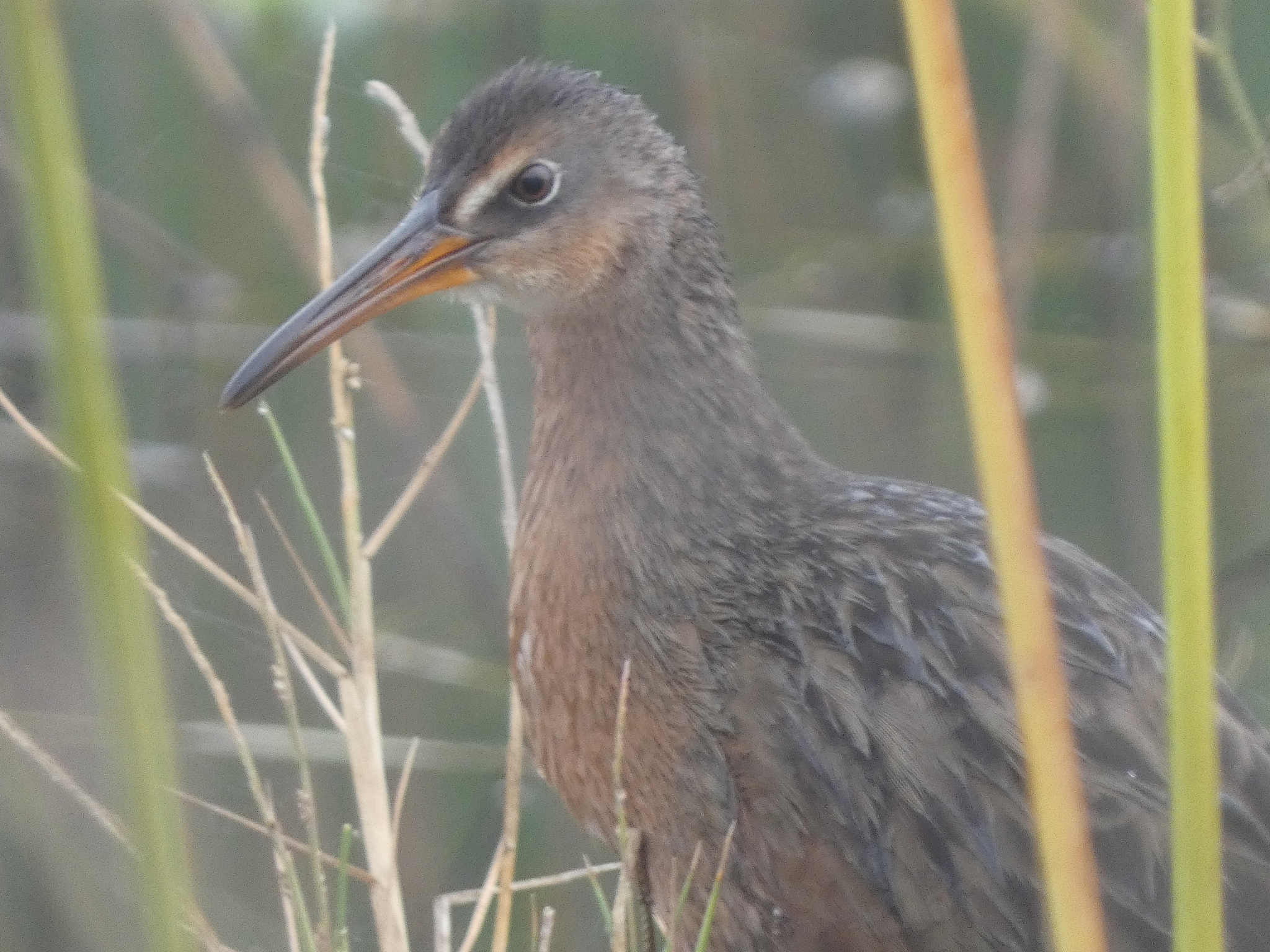 Aztec Rail (Rallus tenuirostris), photo 1