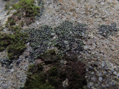 Phaeophyscia adiastola