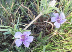 Ruelliopsis setosa