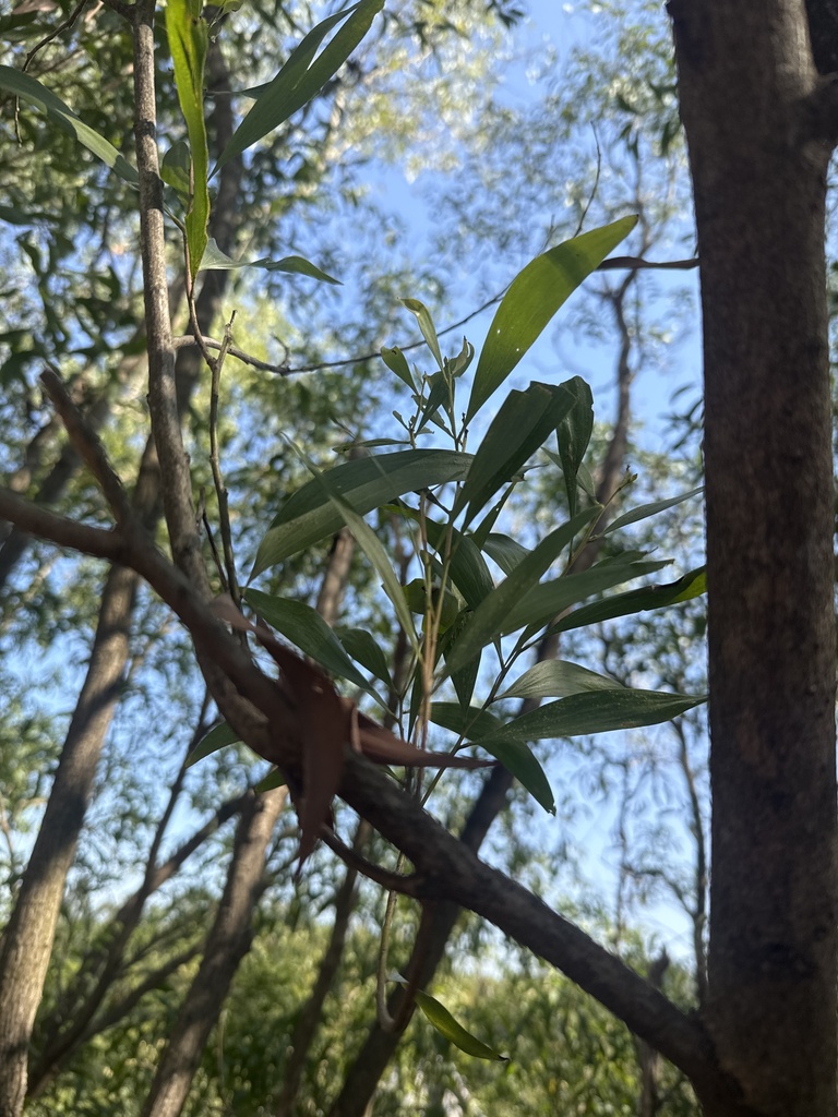 Keo Lá Tràm – Acacia auriculiformis