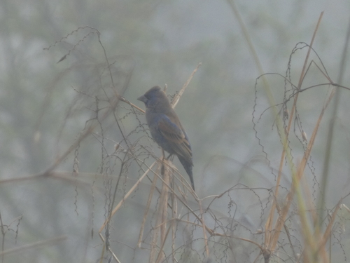 Blue Grosbeak (Passerina caerulea), photo 2