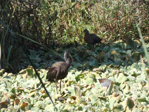 Aztec Rail (Rallus tenuirostris), photo 2