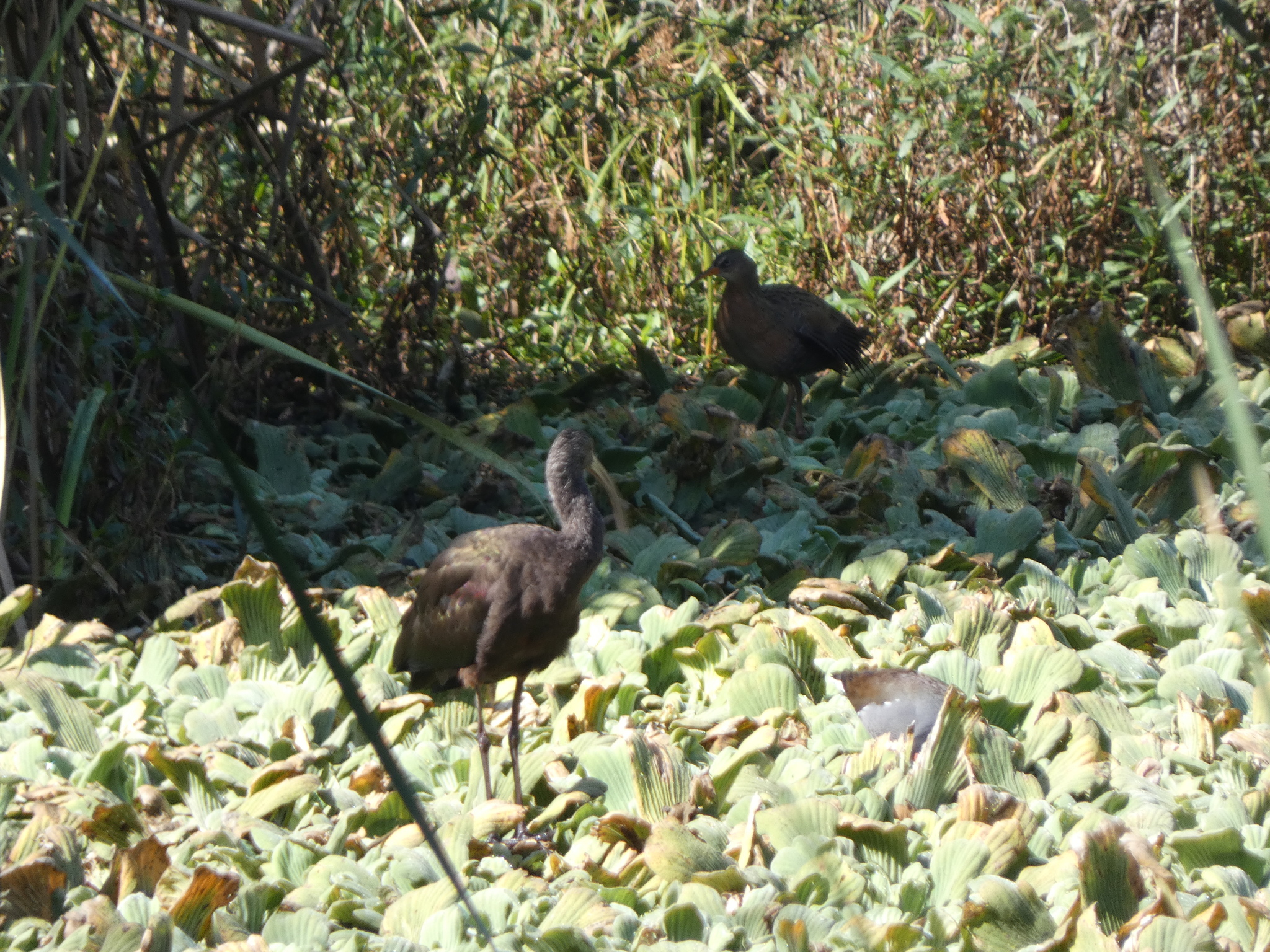 Aztec Rail (Rallus tenuirostris), photo 2