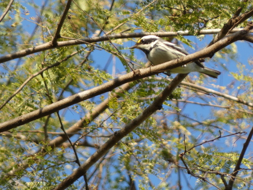 Black-throated Grey Warbler (Setophaga nigrescens), photo 4