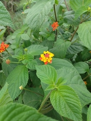 Lantana camara