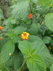 Lantana camara
