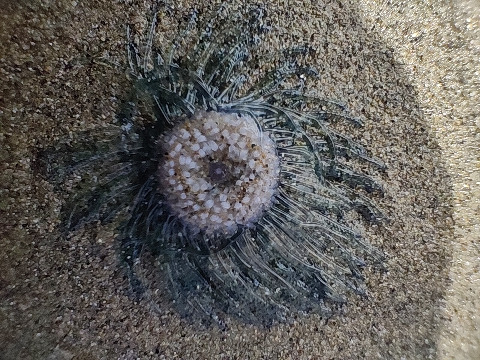 Porpita porpita (Linnaeus, 1758)