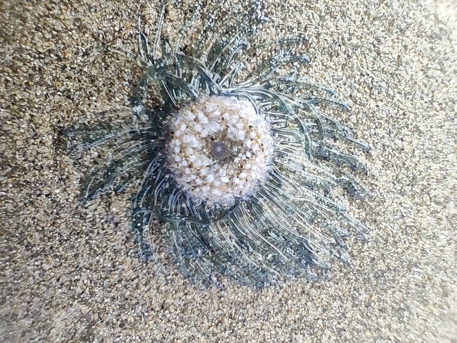 Porpita porpita (Linnaeus, 1758)