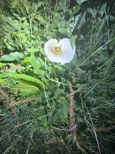 calla lily