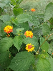 Lantana camara