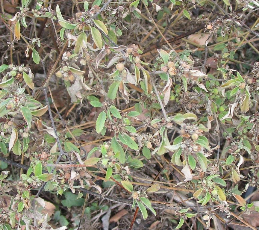 Imagem de croton