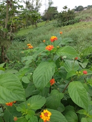 Lantana camara