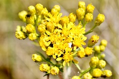 Solidago ohioensis