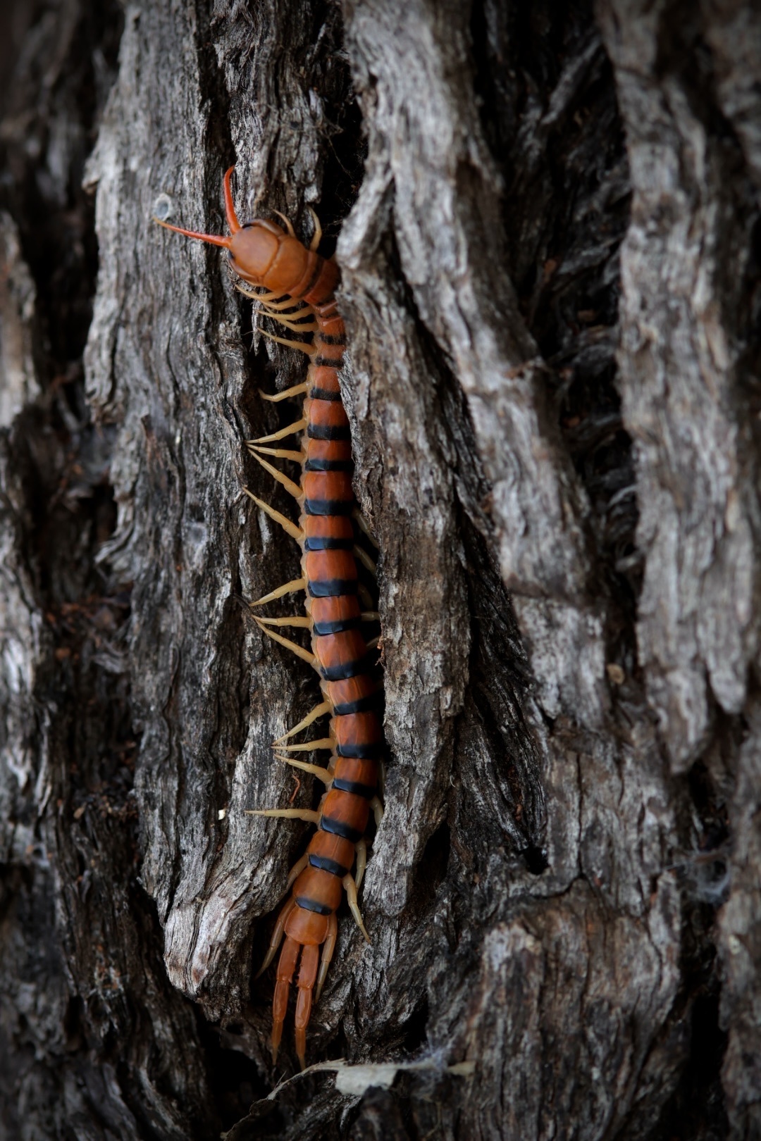 Scolopendra morsitans Linnaeus, 1758
