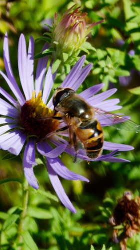 Unknown species found near Northwest Raleigh, Raleigh, NC, USA