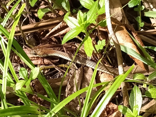 Dendrelaphis caudolineatus
