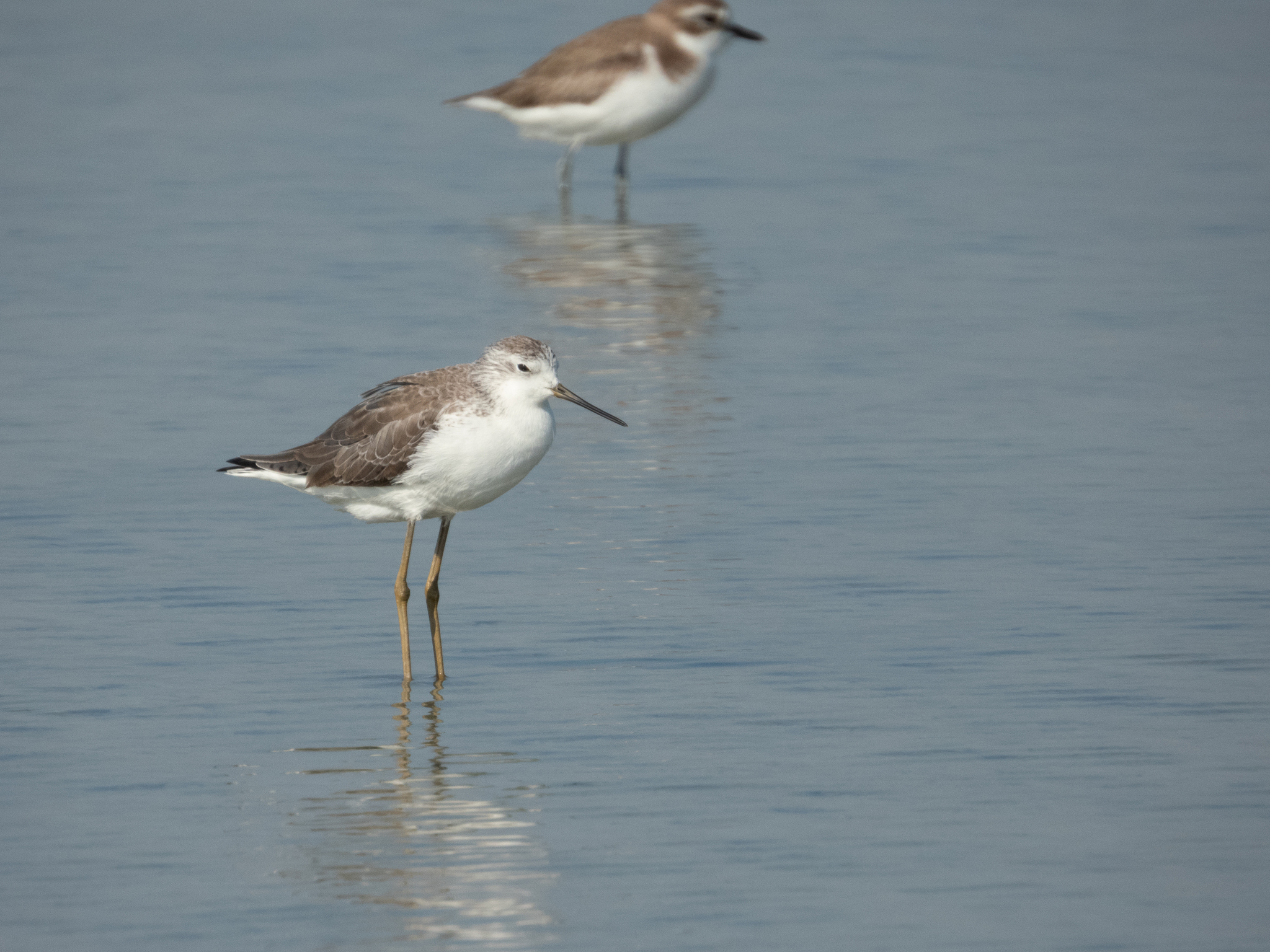 Marsh Sandpiper (Tringa stagnatilis), photo 5