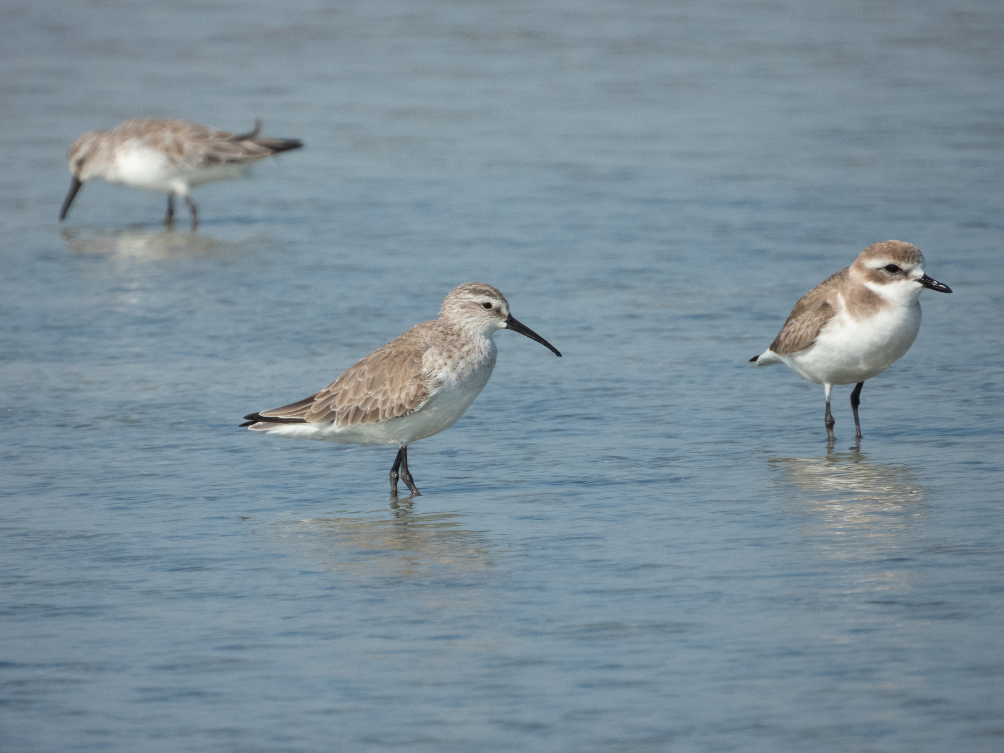 Curlew Sandpiper (Calidris ferruginea), photo 4