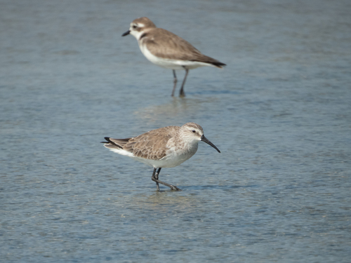 Curlew Sandpiper (Calidris ferruginea), photo 5