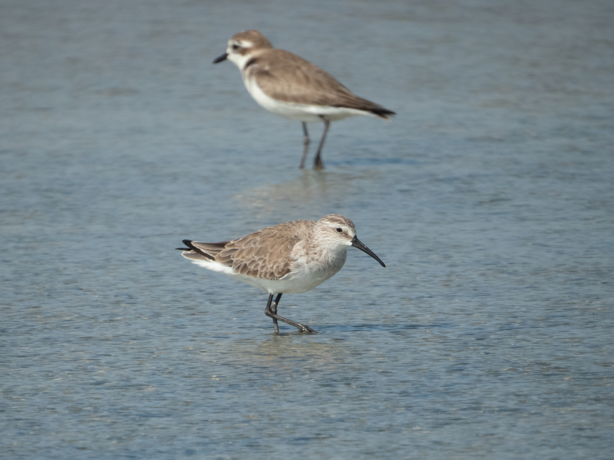 Curlew Sandpiper (Calidris ferruginea), photo 5