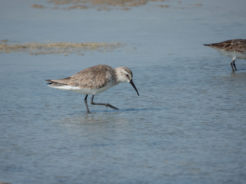 Curlew Sandpiper (Calidris ferruginea), photo 10