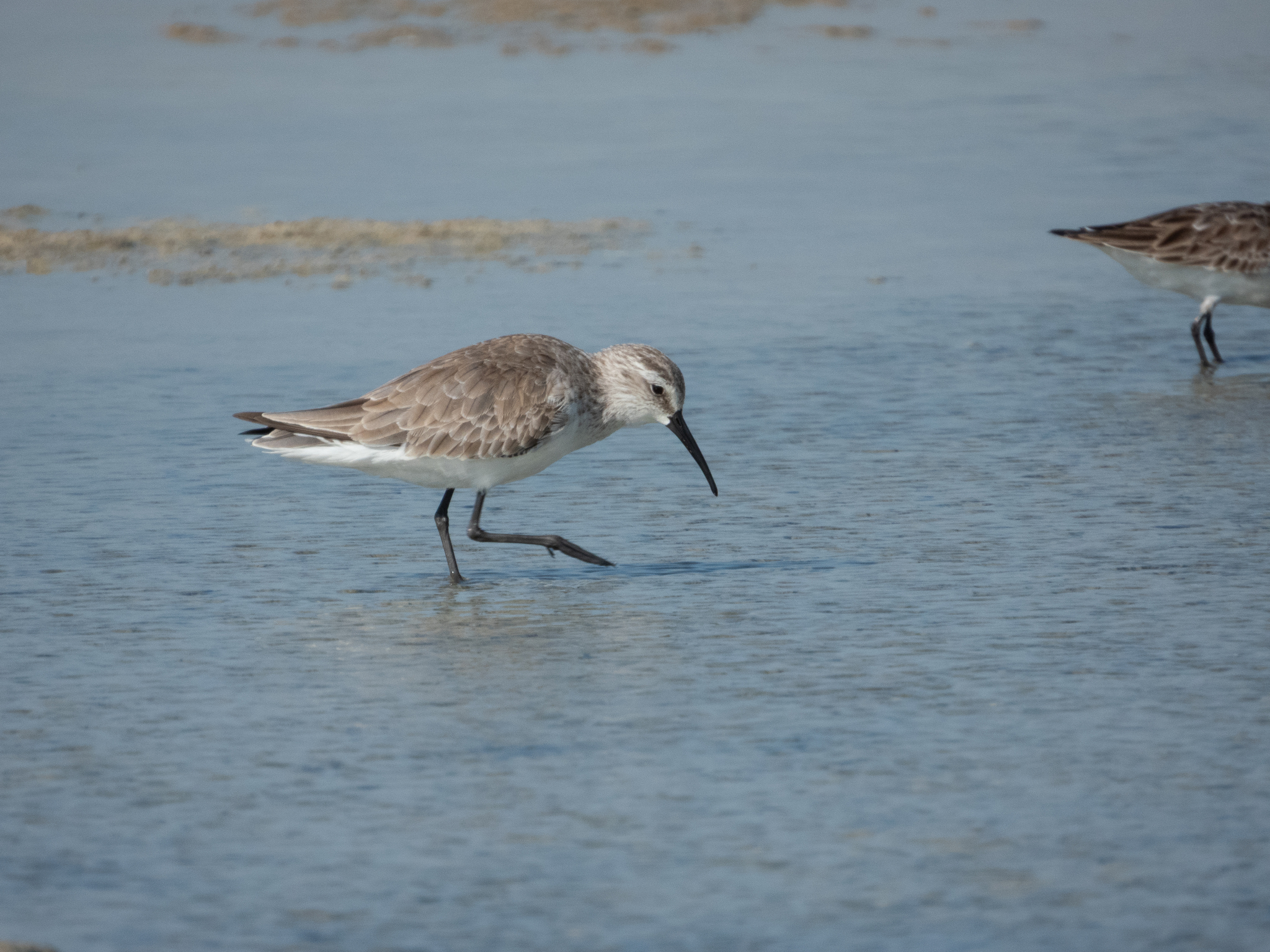 Curlew Sandpiper (Calidris ferruginea), photo 6