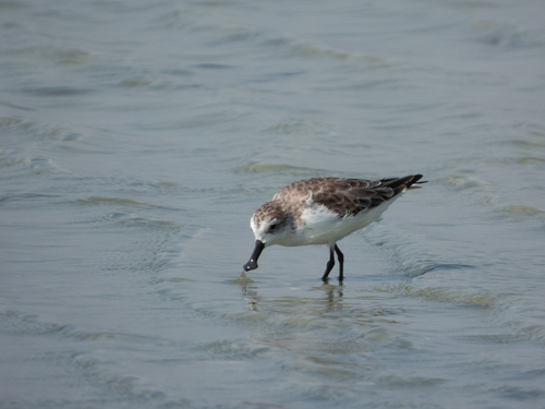 Spoon-billed Sandpiper (Calidris pygmaea)