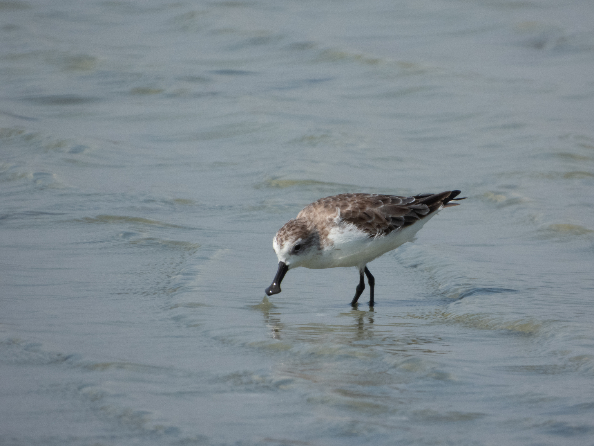 Spoon-billed Sandpiper (Calidris pygmaea), photo 1
