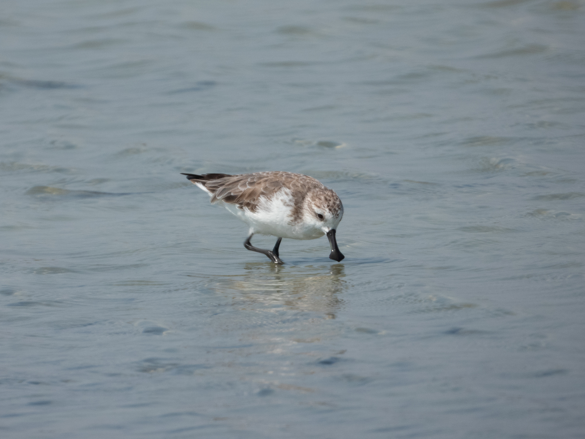 Spoon-billed Sandpiper (Calidris pygmaea), photo 2