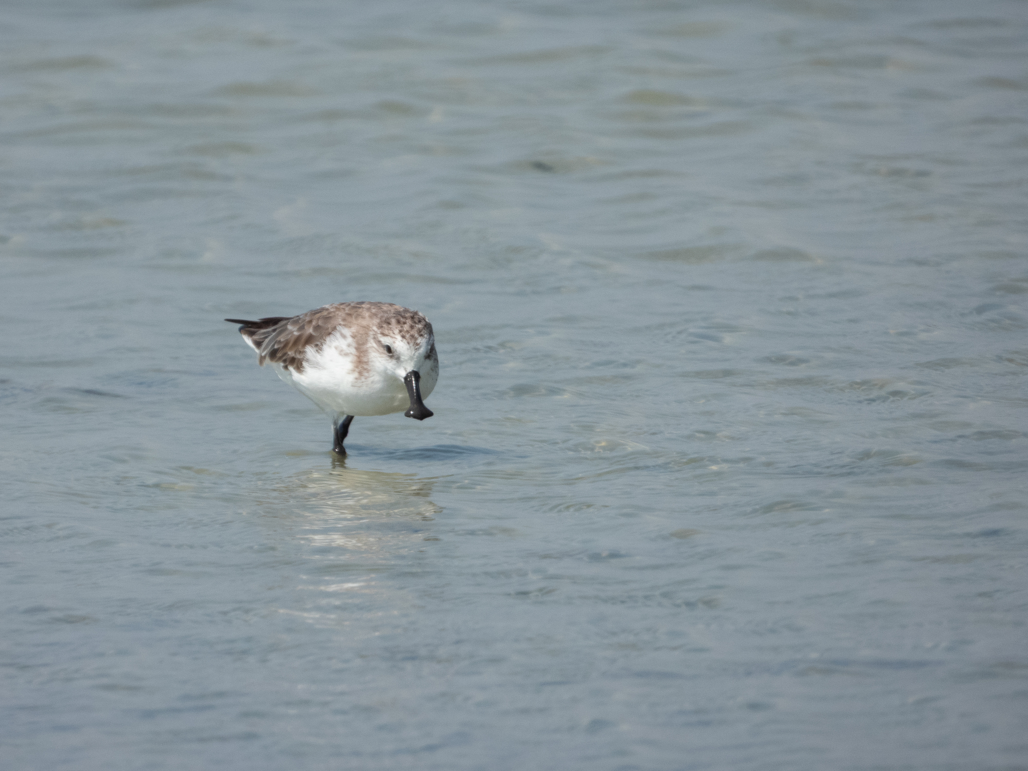 Spoon-billed Sandpiper (Calidris pygmaea), photo 9
