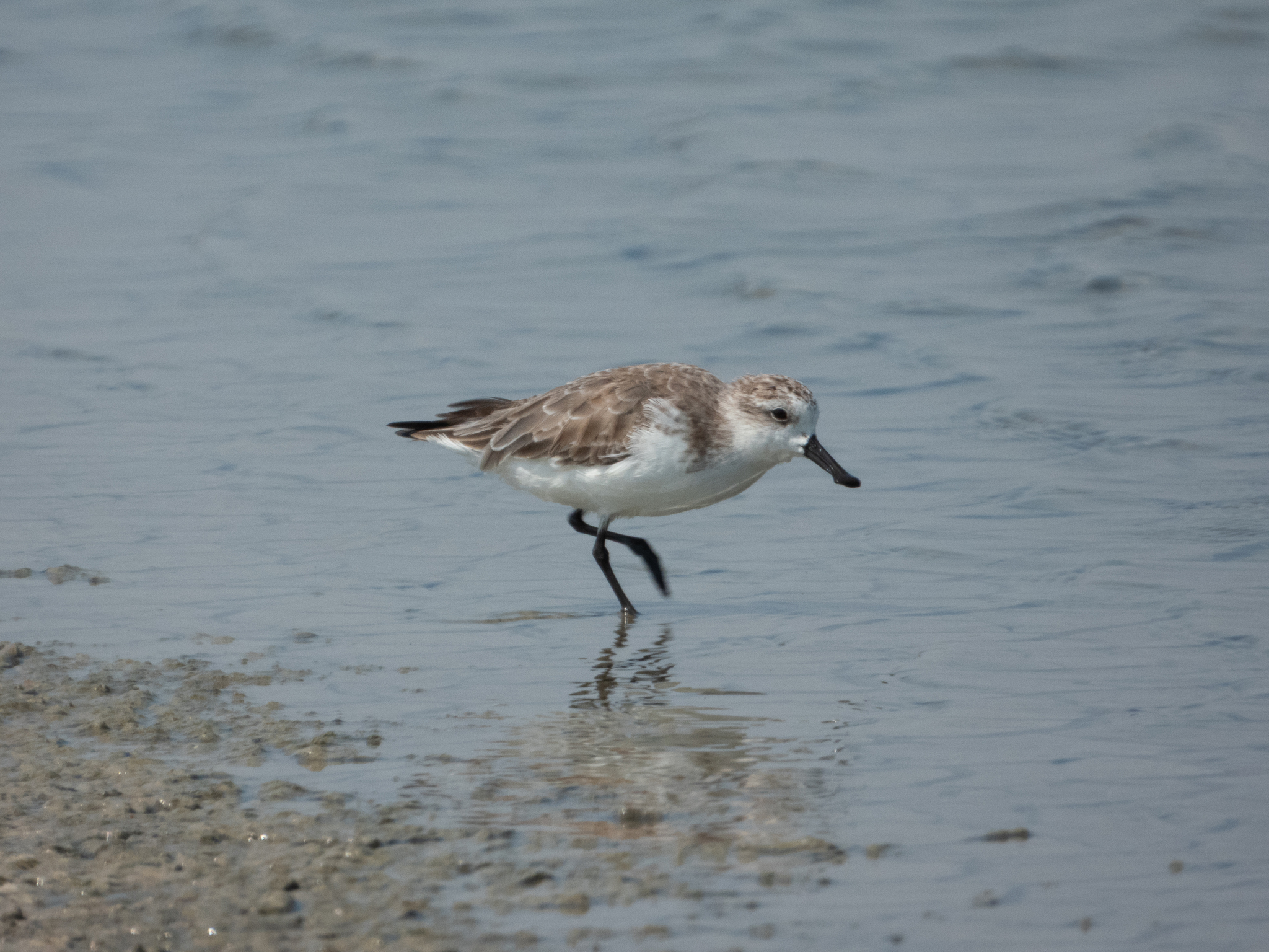 Spoon-billed Sandpiper (Calidris pygmaea), photo 10