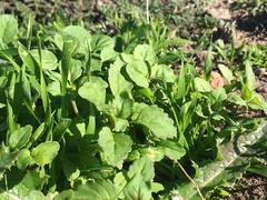 Acanthomintha ilicifolia