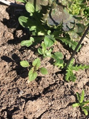 Acanthomintha ilicifolia