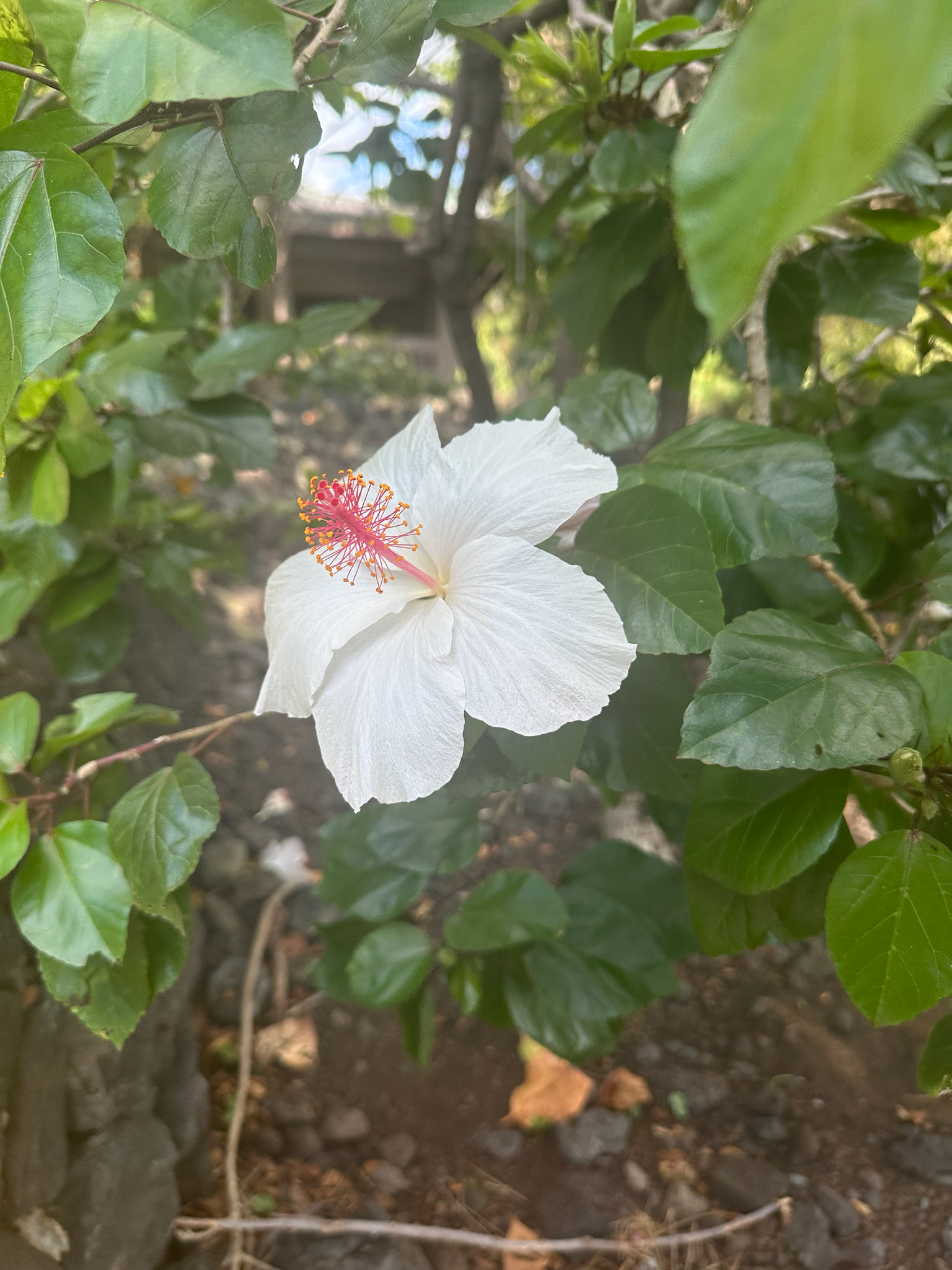 Imagem de Hibisco