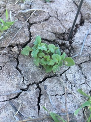 Acanthomintha ilicifolia