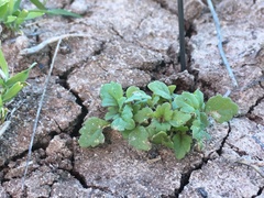 Acanthomintha ilicifolia