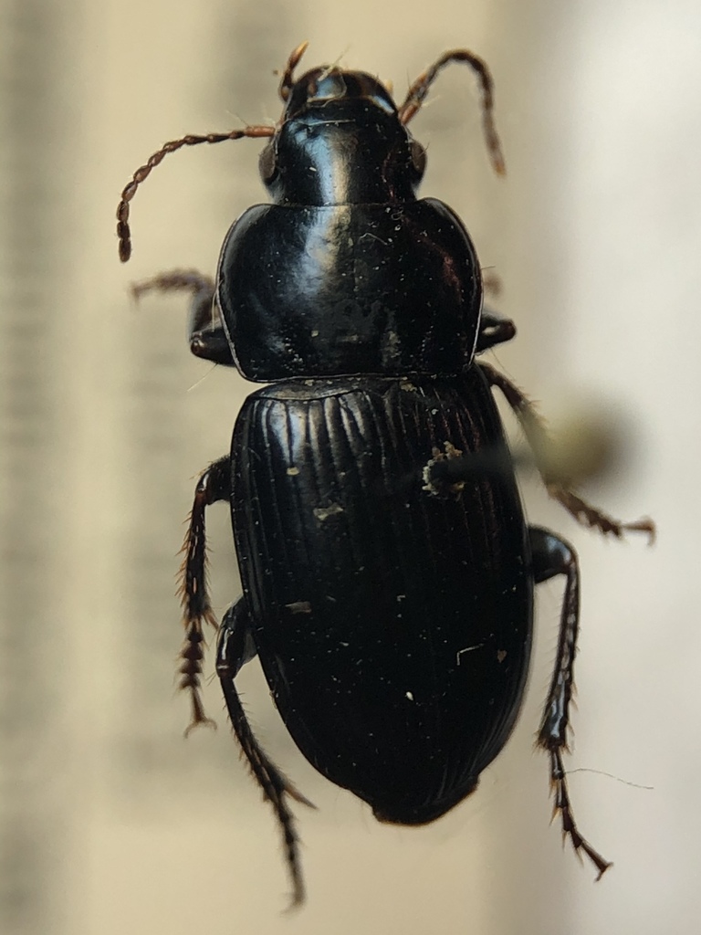 Harpalus fuscicornis