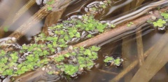 Spirodela polyrhiza