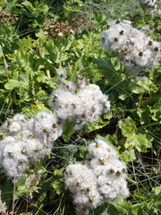 Sonchus grandifolius