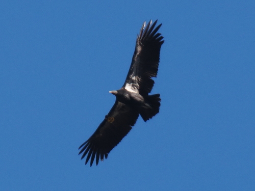 California Condor observed by jmaughn