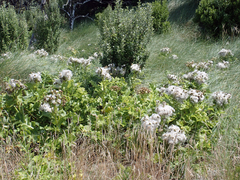 Sonchus grandifolius