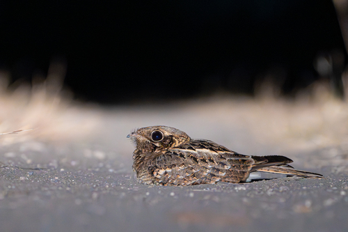 Indian Nightjar (Caprimulgus asiaticus)