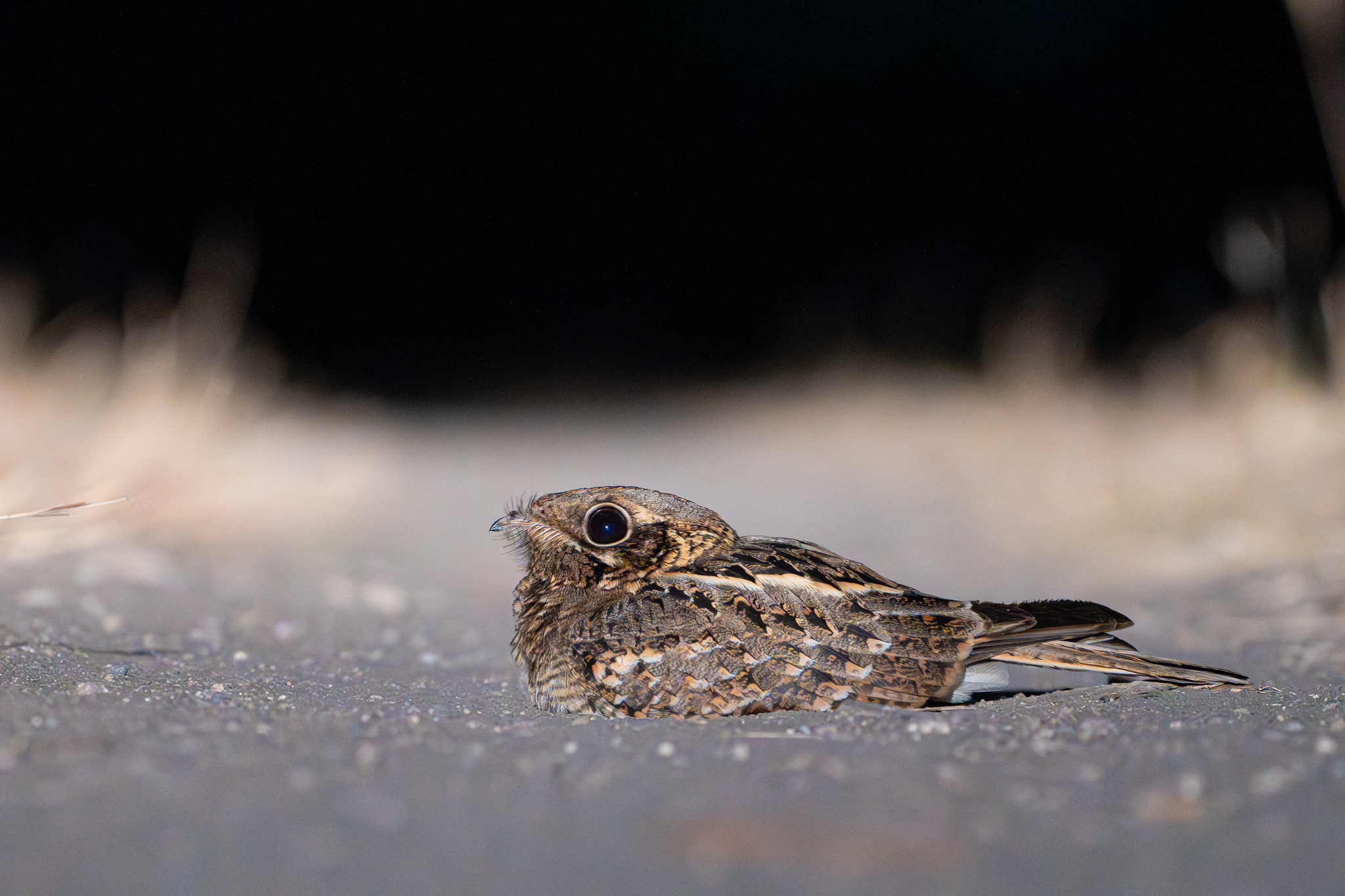 Indian Nightjar (Caprimulgus asiaticus), photo 1