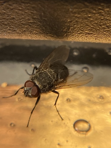 Unknown species found near Zinn Chapel Rd, Reedsville, WV, US